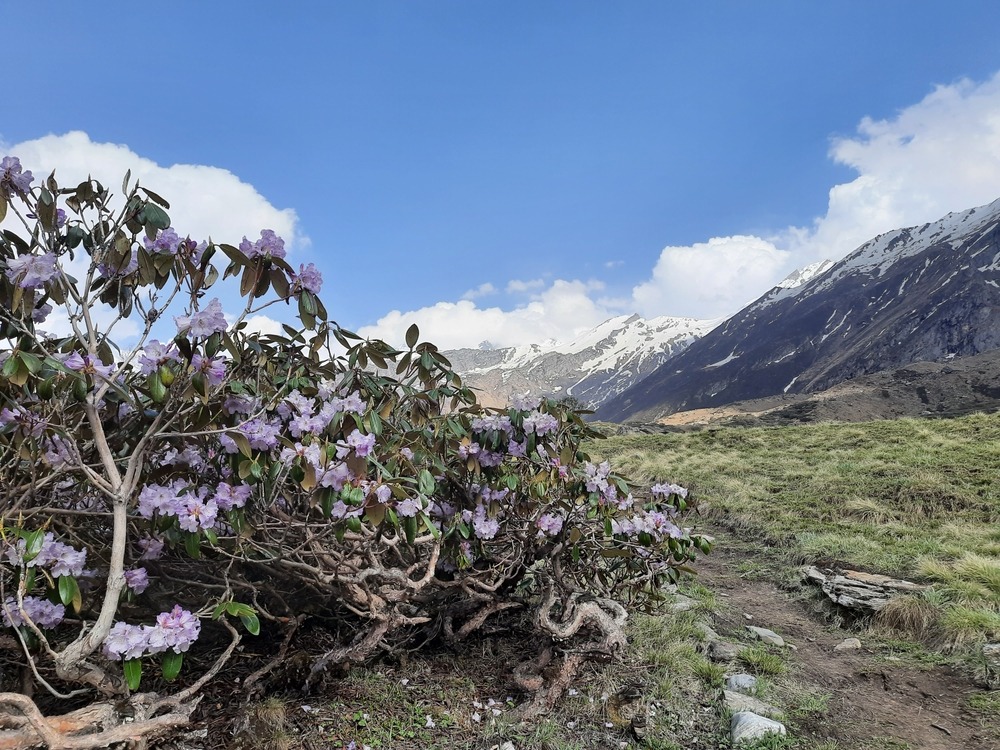 Trekking To Bali Pass