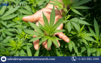 United States Medical Cannabis Market