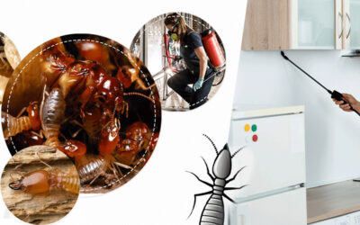 Pest Treatment Services