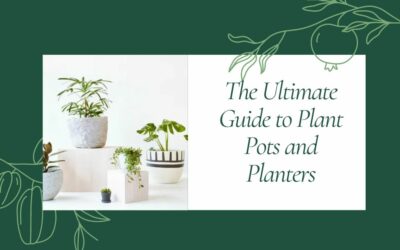 Plant Pots and Planters