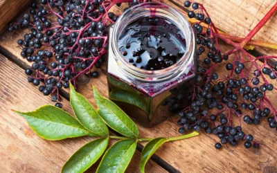 buy elderberry glycerite