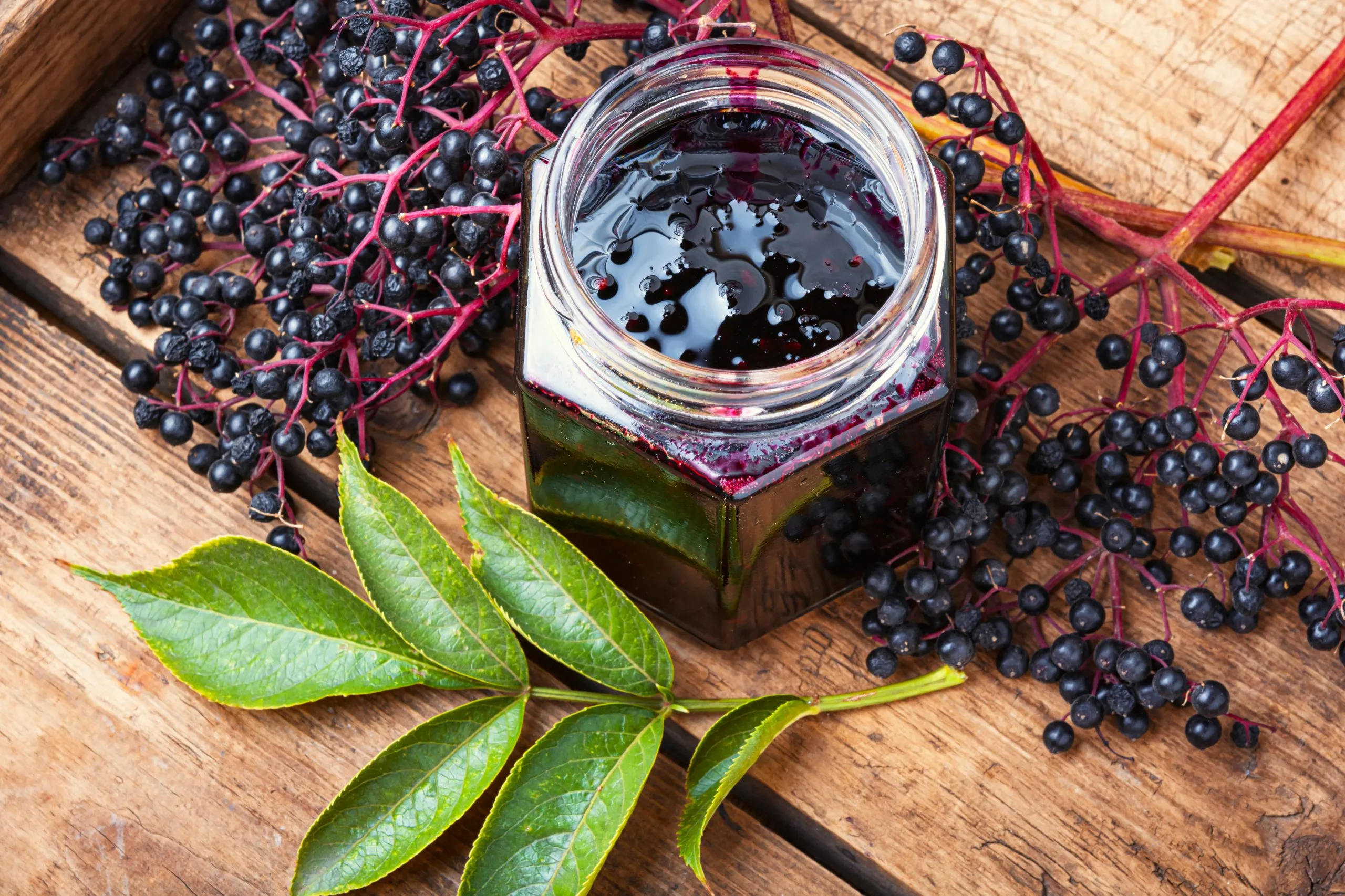 buy elderberry glycerite