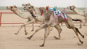 camel racing in qatar