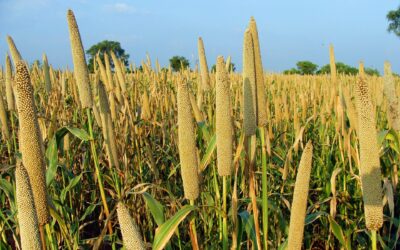 Climate Change Effect on Cereal crop