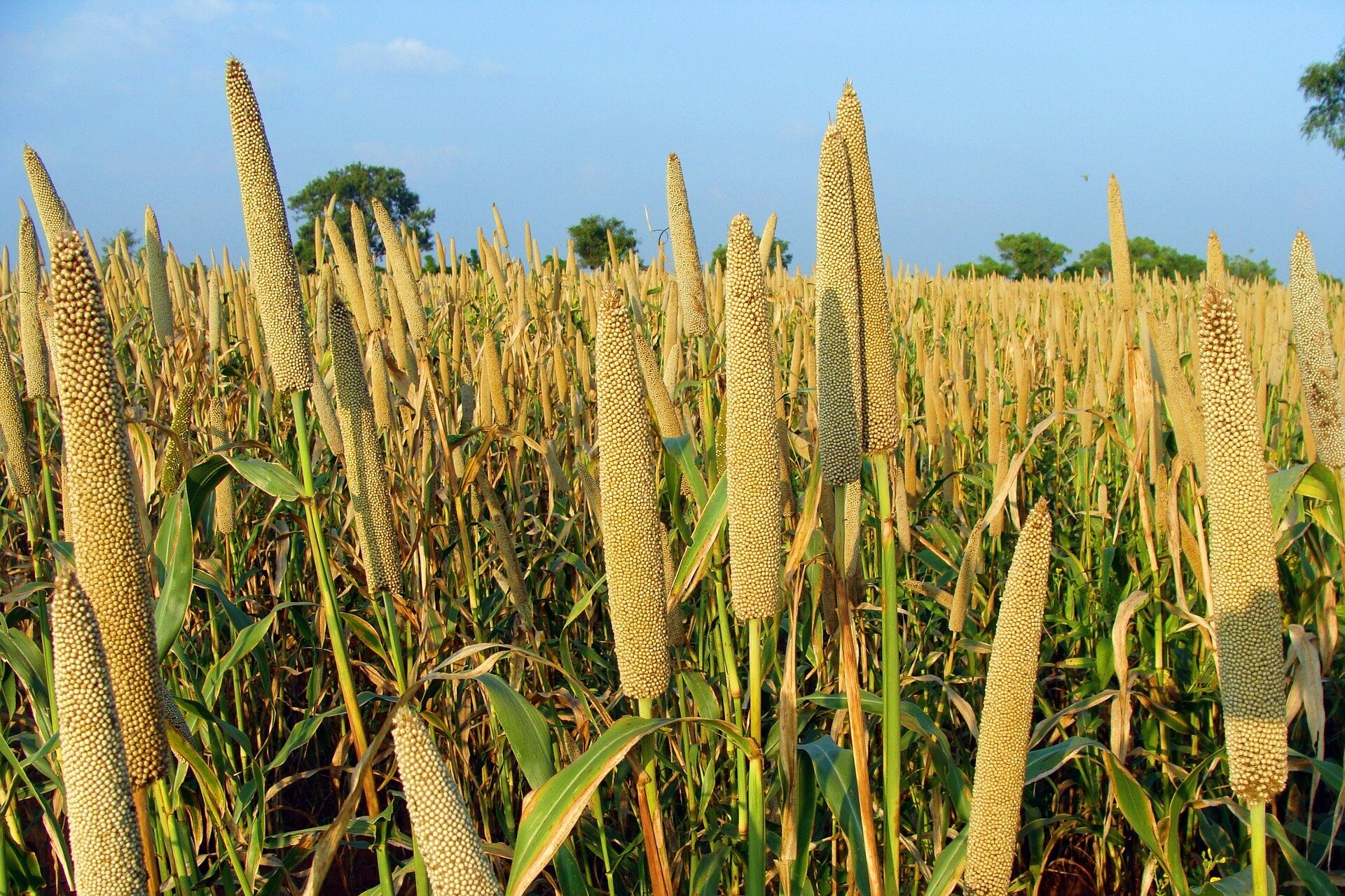 Climate Change Effect on Cereal crop