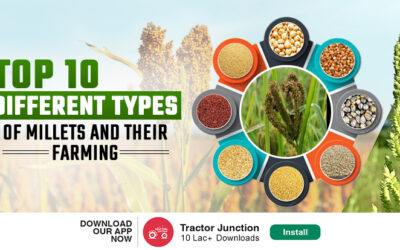 Top-10-different-types-of-millets-and-their-farming