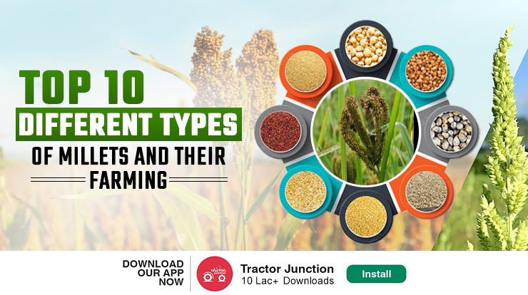 Top-10-different-types-of-millets-and-their-farming