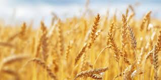 Cereal Crops