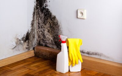 Expert Insights For Controlling And Removing Mold