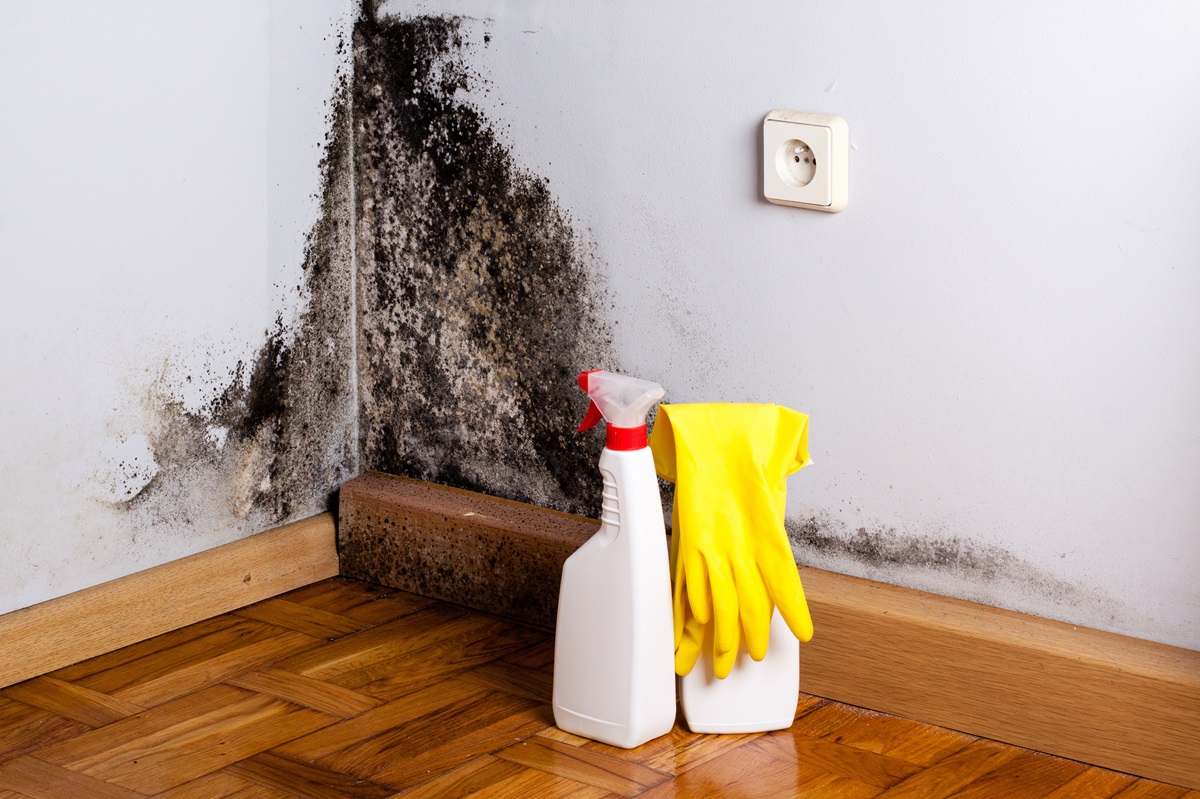 Expert Insights For Controlling And Removing Mold