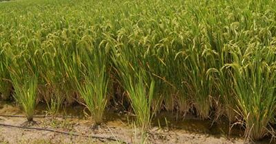 Rice Farming