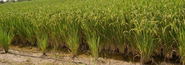 Rice Farming