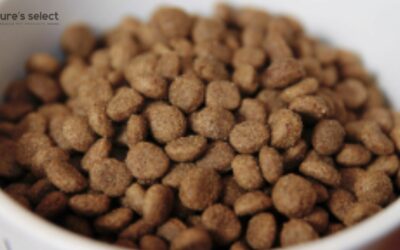 High-protein dry dog food