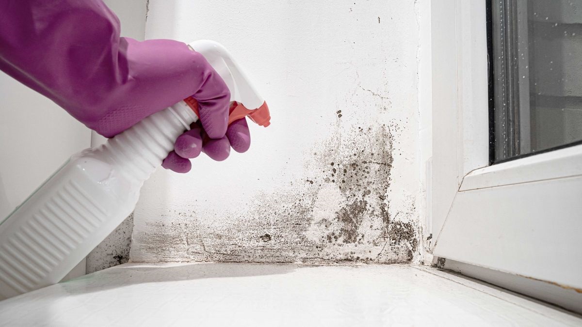 a professional is removing mold from walls