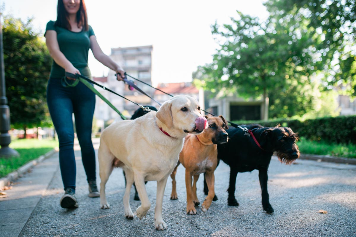 Discovering Top Dog Grooming Services in North London