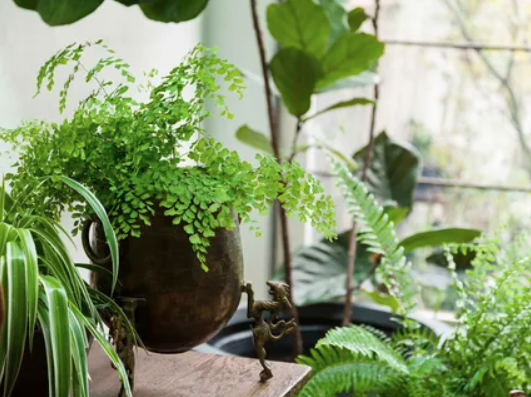 indoor Plants