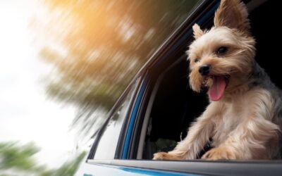 Pet Transport UK To Spain