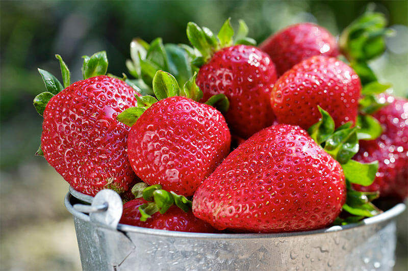 What Are the Best Fruits to Grow for Beginner Gardeners?