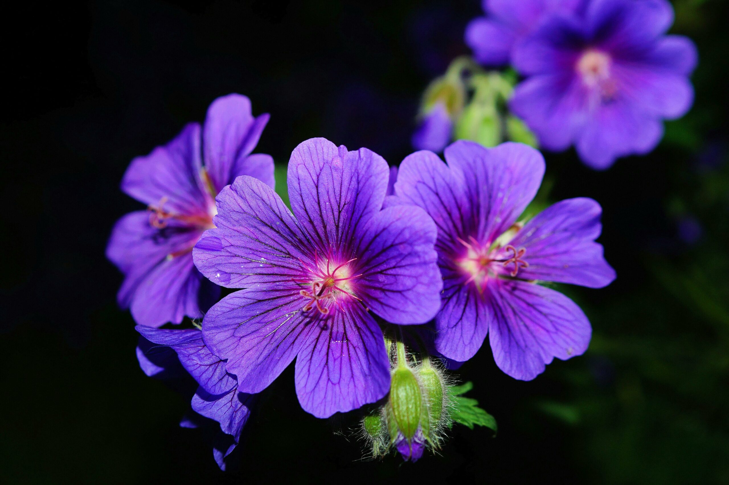 Flowers shops near Me