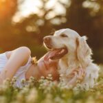 Finding Comfort: The Compassionate Process of Choosing a Cremation Urns for Pet