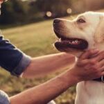 mobile vet euthanasia cost