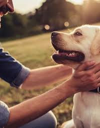 mobile vet euthanasia cost