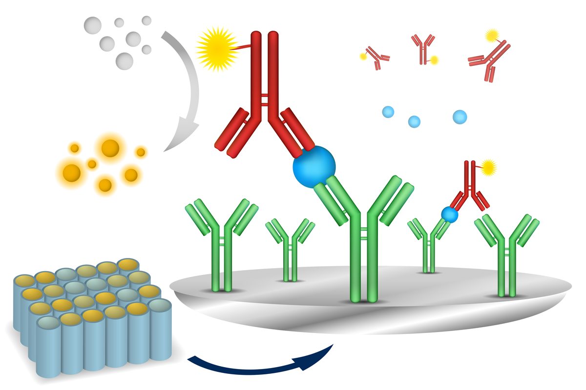 ELISA Assay Method