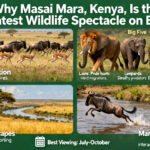 Wildebeest Migration Masai Mara Kenya