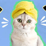 Cat Grooming Arcadia CA