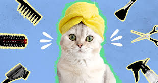 Cat Grooming Arcadia CA